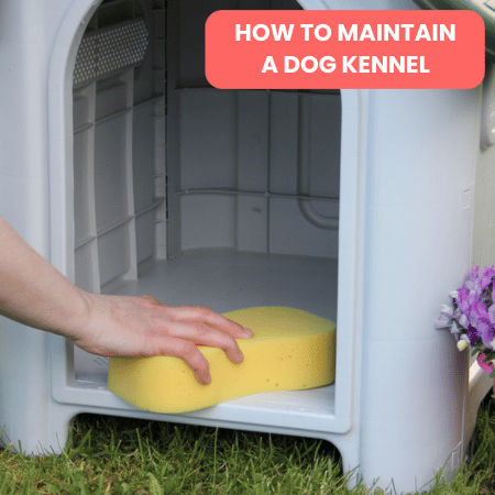 How to Maintain a Dog Kennel